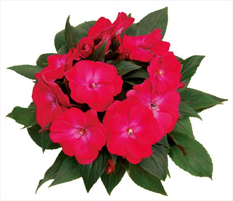 Photo de variété de fleurs à utiliser comme: Pot, Plante à massif, patio, Suspension Impatiens N. Guinea Rokoko Madeleine