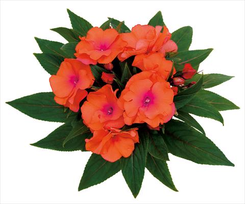 Photo de variété de fleurs à utiliser comme: Pot, Plante à massif, patio, Suspension Impatiens N. Guinea Rokoko Theresia