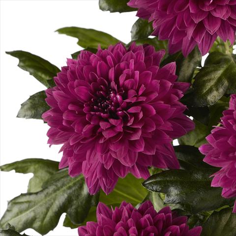 Photo de variété de fleurs à utiliser comme:  Chrysanthemum Dante Purple