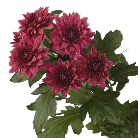 Photo de variété de fleurs à utiliser comme:  Chrysanthemum Dante Red