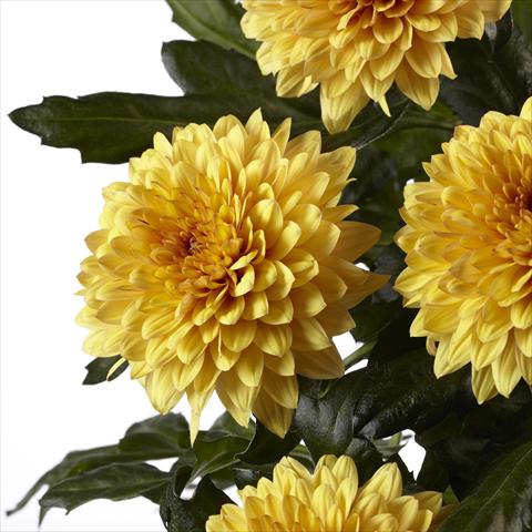 Photo de variété de fleurs à utiliser comme:  Chrysanthemum Dante Yellow