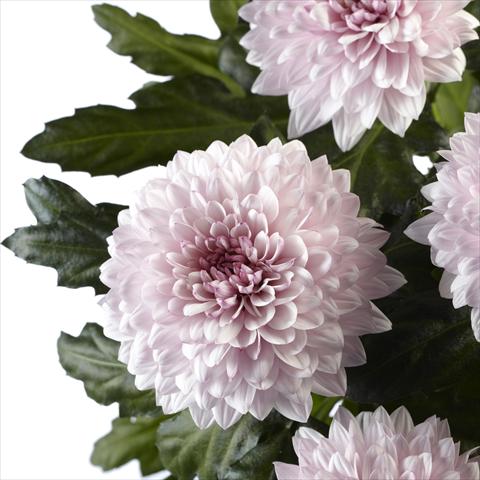 Photo de variété de fleurs à utiliser comme:  Chrysanthemum Dante