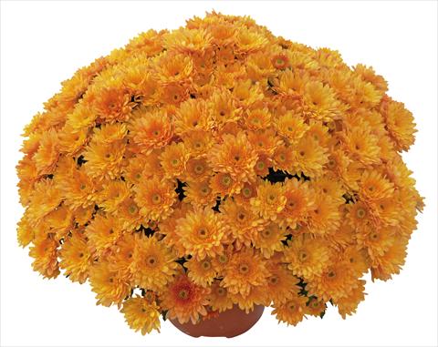 Photo de variété de fleurs à utiliser comme: Pot et Plante à massif Chrysanthemum Elephantine Abricot