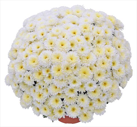 Photo de variété de fleurs à utiliser comme: Pot et Plante à massif Chrysanthemum Elephantine Blanc