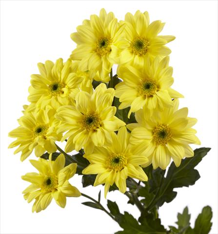 Photo de variété de fleurs à utiliser comme:  Chrysanthemum Gabbana Yellow