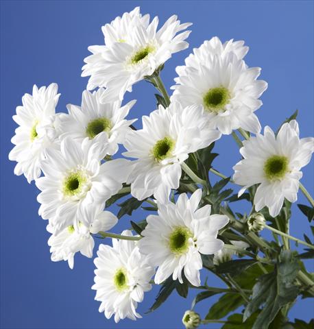 Photo de variété de fleurs à utiliser comme:  Chrysanthemum Gabbana