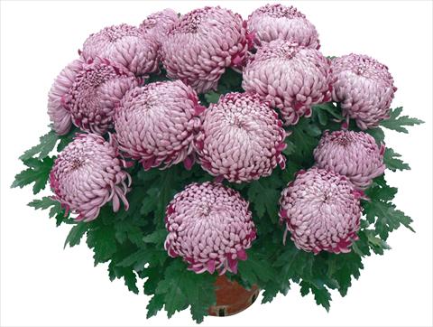 Photo de variété de fleurs à utiliser comme: Pot et Plante à massif Chrysanthemum Olebo