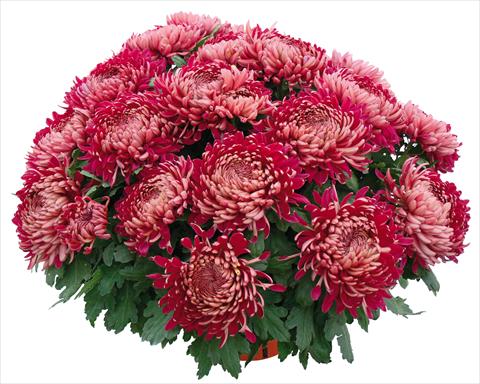 Photo de variété de fleurs à utiliser comme: Pot et Plante à massif Chrysanthemum Romy Bordeaux