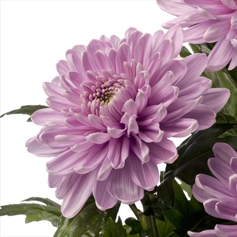 Photo de variété de fleurs à utiliser comme:  Chrysanthemum Rossano Dark