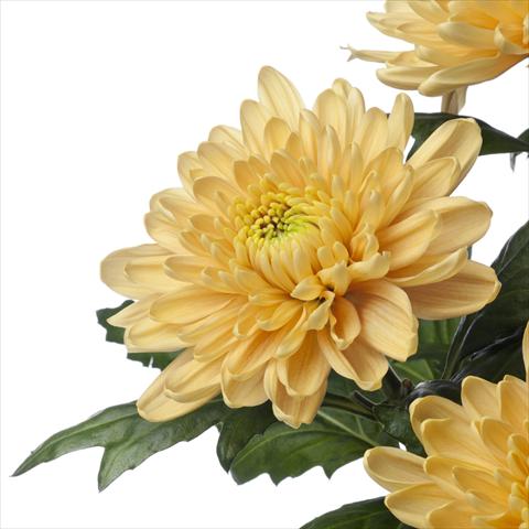 Photo de variété de fleurs à utiliser comme:  Chrysanthemum Rossano Orange