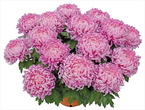 Photo de variété de fleurs à utiliser comme: Pot et Plante à massif Chrysanthemum Tatou