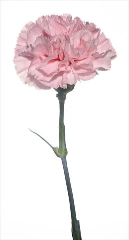 Photo de variété de fleurs à utiliser comme: Fleur coupée Dianthus caryophyllus Bizet