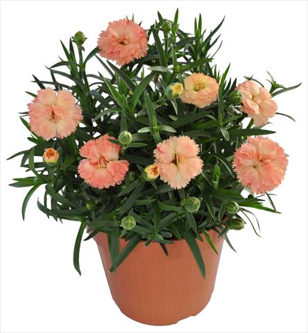 Photo de variété de fleurs à utiliser comme: Suspension / pot Dianthus RE-AL® Capriccio Apricot
