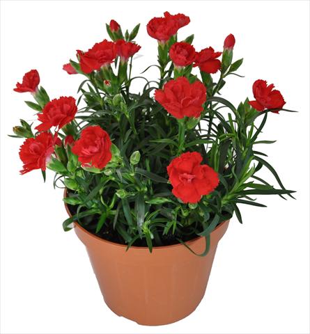 Photo de variété de fleurs à utiliser comme: Suspension / pot Dianthus caryophyllus RE-AL® Capriccio Bright Red