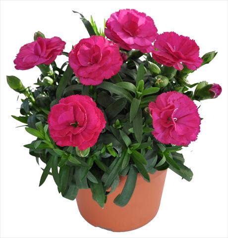 Photo de variété de fleurs à utiliser comme: Suspension / pot Dianthus caryophyllus RE-AL® Capriccio Dark Pink