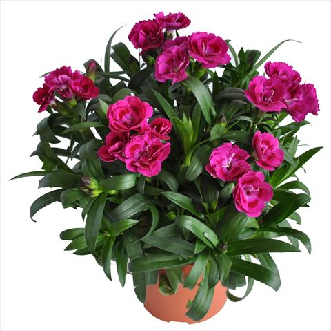 Photo de variété de fleurs à utiliser comme: Suspension / pot Dianthus RE-AL® Capriccio Deep Fuxia