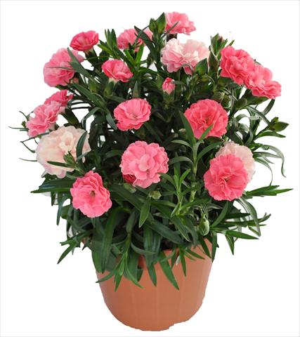 Photo de variété de fleurs à utiliser comme: Suspension / pot Dianthus RE-AL® Capriccio Deep Pink