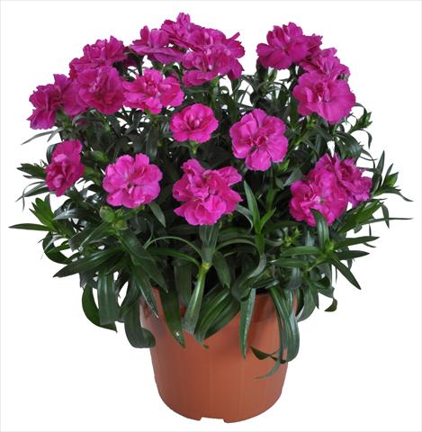 Photo de variété de fleurs à utiliser comme: Suspension / pot Dianthus RE-AL® Capriccio Fuxia