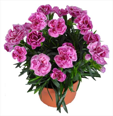 Photo de variété de fleurs à utiliser comme: Suspension / pot Dianthus RE-AL® Capriccio Lilac Fantasy