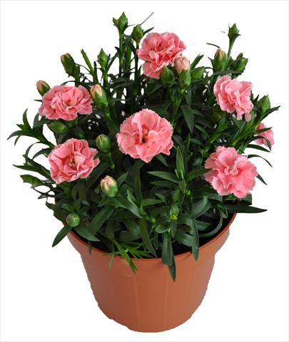 Photo de variété de fleurs à utiliser comme: Suspension / pot Dianthus RE-AL® Capriccio Pink Fantasy
