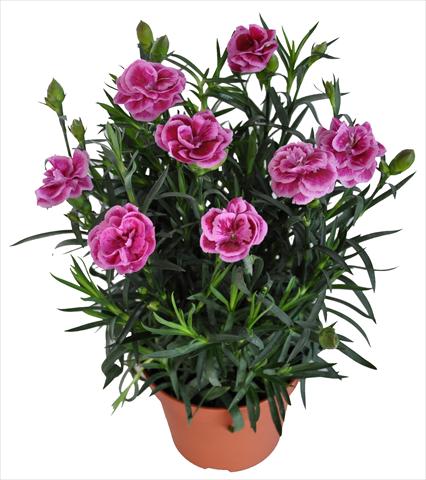 Photo de variété de fleurs à utiliser comme: Suspension / pot Dianthus RE-AL® Capriccio Pink Fuxia