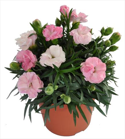 Photo de variété de fleurs à utiliser comme: Suspension / pot Dianthus RE-AL® Capriccio Pink