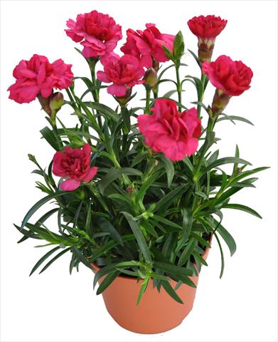 Photo de variété de fleurs à utiliser comme: Suspension / pot Dianthus RE-AL® Capriccio Red