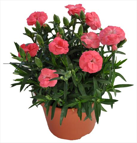 Photo de variété de fleurs à utiliser comme: Suspension / pot Dianthus RE-AL® Capriccio Rose Morn