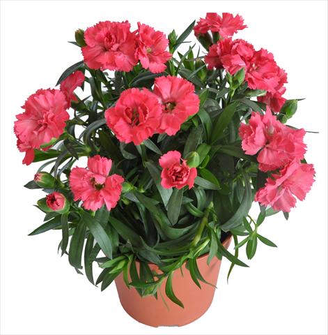 Photo de variété de fleurs à utiliser comme: Suspension / pot Dianthus caryophyllus RE-AL® Capriccio Salmon