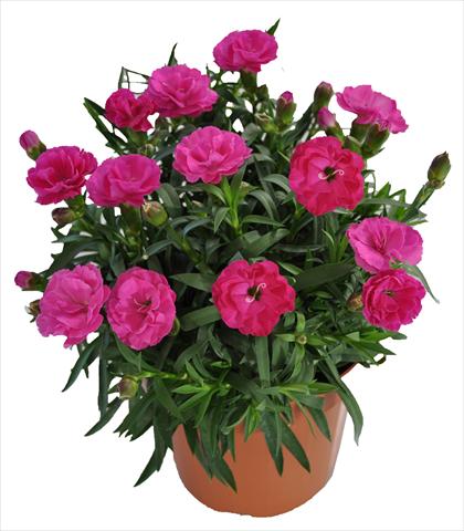 Photo de variété de fleurs à utiliser comme: Suspension / pot Dianthus RE-AL® Capriccio Violet