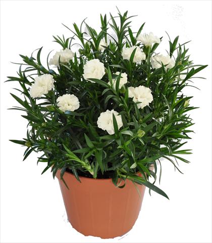 Photo de variété de fleurs à utiliser comme: Suspension / pot Dianthus RE-AL® Capriccio White