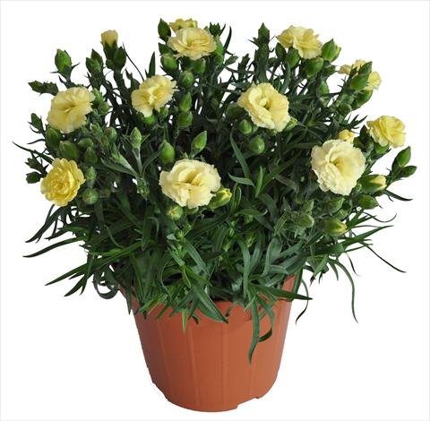 Photo de variété de fleurs à utiliser comme: Suspension / pot Dianthus caryophyllus RE-AL® Capriccio Yellow
