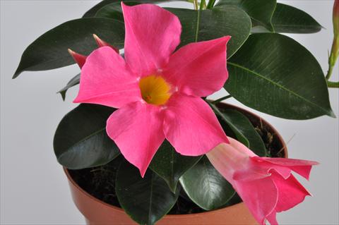 Photo de variété de fleurs à utiliser comme: Patio, pot Dipladenia (Mandevilla) Hot Lips® Pink