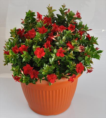 Photo de variété de fleurs à utiliser comme: Patio, pot Dipladenia (Mandevilla) Hot Lips® Red
