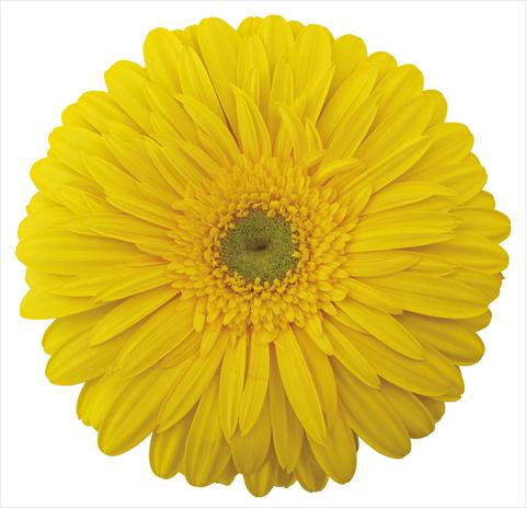 Photo de variété de fleurs à utiliser comme: Fleur coupée Gerbera jamesonii Solange