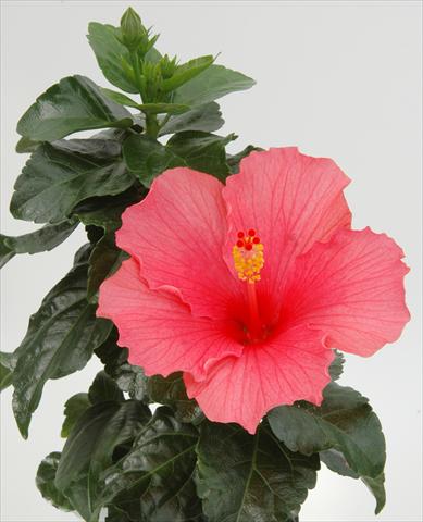 Photo de variété de fleurs à utiliser comme: Pot et Plante à massif Hibiscus rosa-sinensis Sunny Cities® Cancun