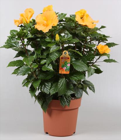 Photo de variété de fleurs à utiliser comme: Pot et Plante à massif Hibiscus rosa-sinensis Sunny Cities® Eloka