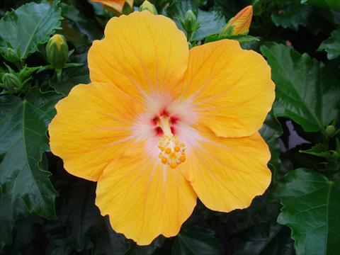 Photo de variété de fleurs à utiliser comme: Pot et Plante à massif Hibiscus rosa-sinensis Sunny Cities® Havana