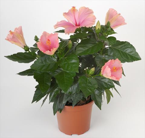 Photo de variété de fleurs à utiliser comme: Pot et Plante à massif Hibiscus rosa-sinensis Sunny Cities® Napoli
