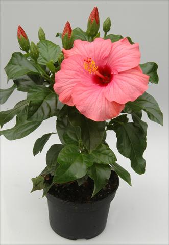 Photo de variété de fleurs à utiliser comme: Pot et Plante à massif Hibiscus rosa-sinensis Sunny Cities® New Venitie
