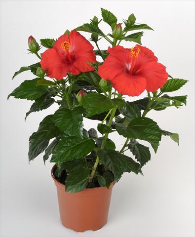 Photo de variété de fleurs à utiliser comme: Pot et Plante à massif Hibiscus rosa-sinensis Sunny Cities® Porto