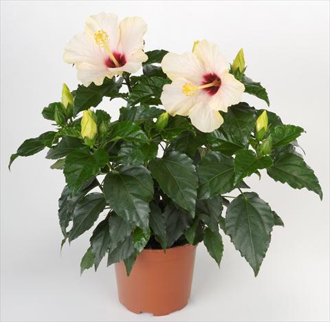 Photo de variété de fleurs à utiliser comme: Pot et Plante à massif Hibiscus rosa-sinensis Sunny Cities® Saint Tropez