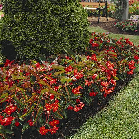 Photo de variété de fleurs à utiliser comme: Plante à massif, pot ou Suspension Begonia hybrida Dragon Wing F1 Rossa