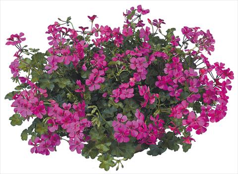 Photo de variété de fleurs à utiliser comme: Pot, patio, Suspension Pelargonium peltatum Joker Fucsia