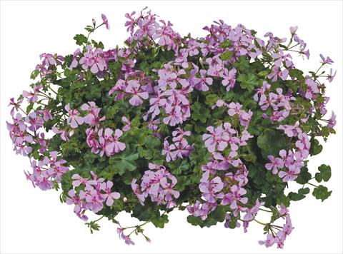 Photo de variété de fleurs à utiliser comme: Pot, patio, Suspension Pelargonium peltatum Joker Lilac