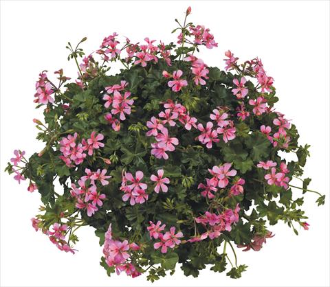 Photo de variété de fleurs à utiliser comme: Pot, patio, Suspension Pelargonium peltatum Joker Pink