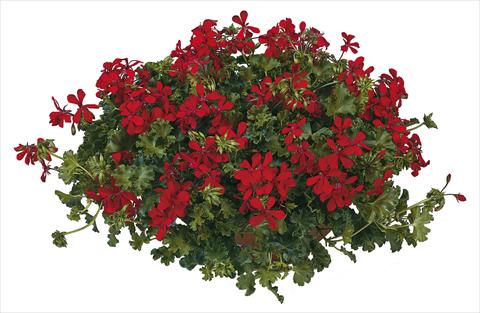 Photo de variété de fleurs à utiliser comme: Pot, patio, Suspension Pelargonium peltatum Joker Red