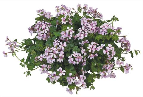 Photo de variété de fleurs à utiliser comme: Pot, patio, Suspension Pelargonium peltatum Joker White Vein
