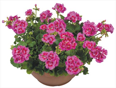 Photo de variété de fleurs à utiliser comme: Pot, Plante à massif, patio Pelargonium zonale Flower Kiss Lilac