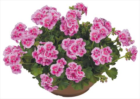 Photo de variété de fleurs à utiliser comme: Pot, Plante à massif, patio Pelargonium zonale Flower Kiss Pink
